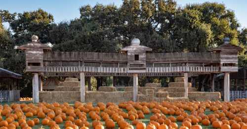 A wooden structure overlooks a field of pumpkins, surrounded by hay bales and trees in the background.