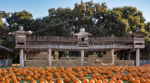 A pumpkin patch with numerous pumpkins in front of a wooden structure and hay bales under a clear sky.