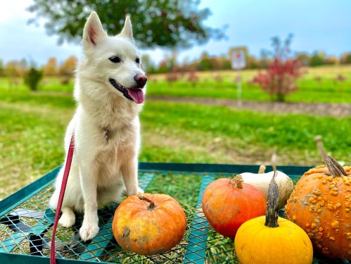 A white dog sits on a cart surrounded by colorful pumpkins in a grassy field with trees in the background.