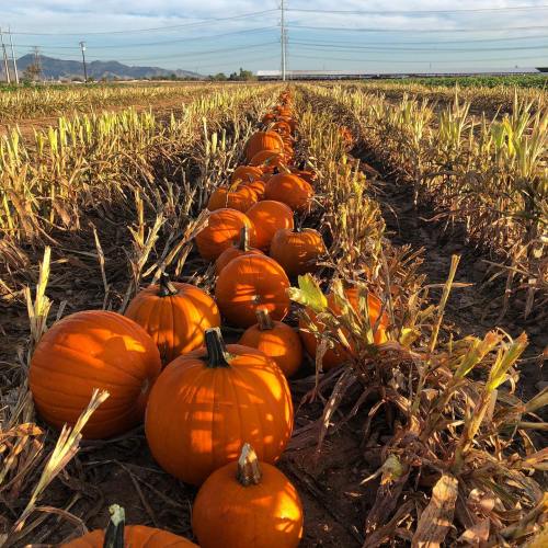 A row of bright orange pumpkins in a field, surrounded by green plants under a clear blue sky.