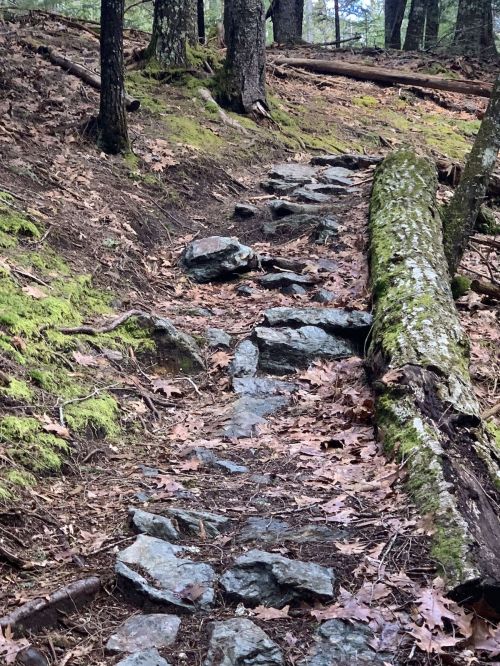 A rocky trail winding through a forest, surrounded by moss-covered ground and fallen leaves.