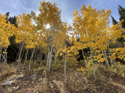 Bright yellow aspen trees stand against a blue sky, with sunlight filtering through their leaves in a serene forest setting.