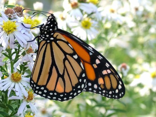 A close-up of a monarch butterfly perched on white flowers, showcasing its vibrant orange and black wings.