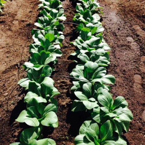 Rows of vibrant green leafy vegetables growing in a garden bed, with irrigation lines visible in the soil.