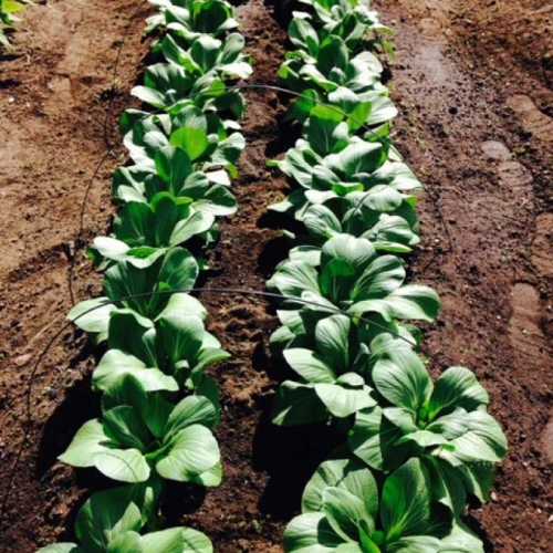 Rows of vibrant green leafy vegetables growing in a garden bed, with irrigation lines visible in the soil.