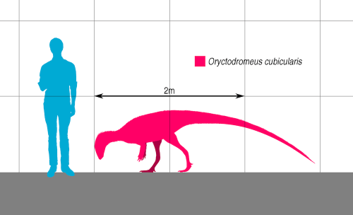 Illustration comparing the height of a person to the Oryctodromeus cubicularis, a dinosaur measuring 2m long.