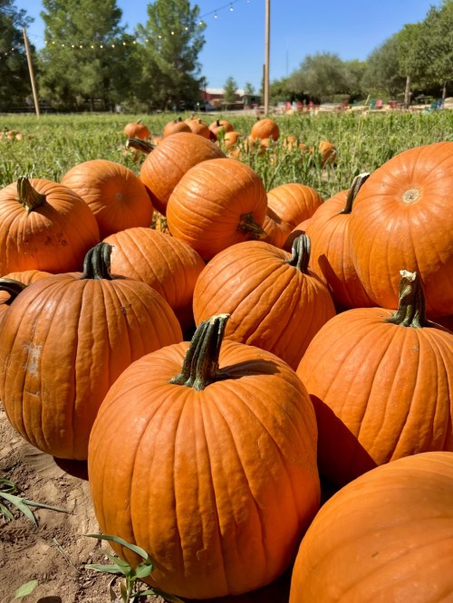 A field of bright orange pumpkins scattered among green grass under a clear blue sky.