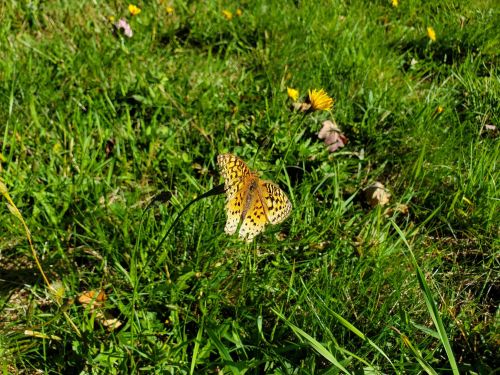 A butterfly with orange and black patterns resting on green grass among yellow flowers.