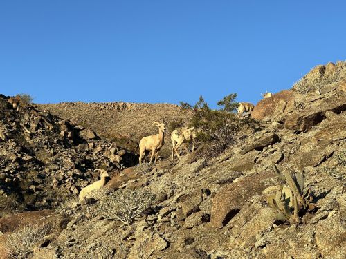 A group of mountain goats on rocky terrain under a clear blue sky. Cacti and sparse vegetation are visible.