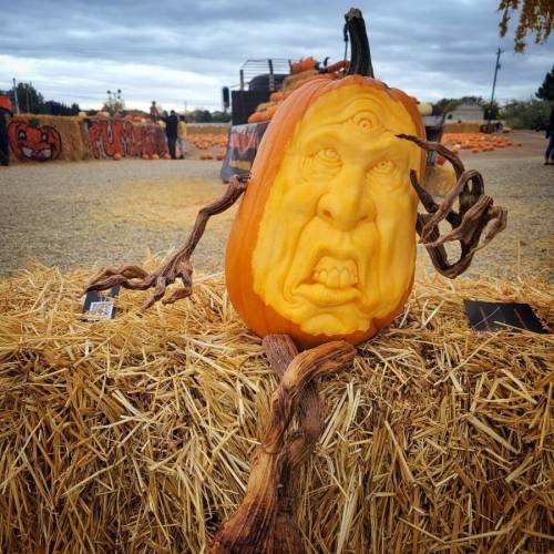 A carved pumpkin with a distressed face sits on hay bales, surrounded by other pumpkins in a festive autumn setting.