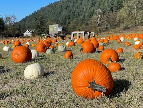 A pumpkin patch filled with orange and white pumpkins, surrounded by green trees and a clear blue sky.