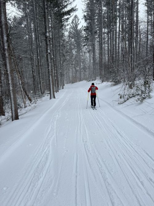 A person skiing on a snowy trail surrounded by tall trees in a winter landscape.