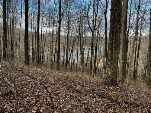 A serene forest scene with bare trees and a view of a lake in the distance, surrounded by fallen leaves.