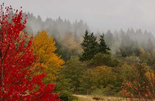 A misty landscape featuring vibrant red, orange, and yellow trees against a backdrop of evergreen forests.