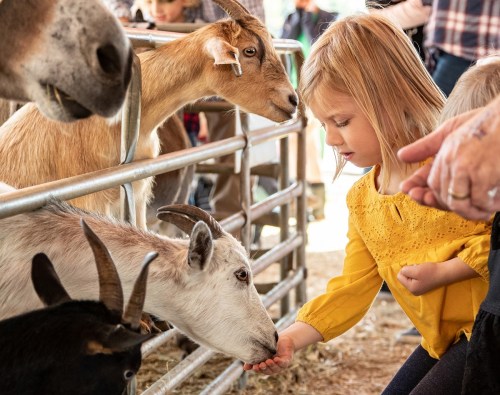 A young girl in a yellow shirt feeds a goat at a petting zoo, surrounded by other goats and people.