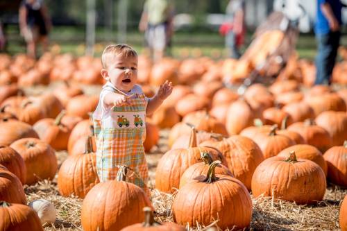 A toddler in overalls stands among pumpkins in a field, reaching out with a joyful expression.