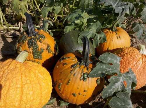 A cluster of pumpkins in various colors and sizes, surrounded by green leaves on a sunny day.
