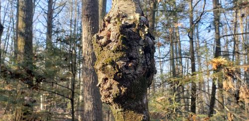 A close-up of a gnarled tree trunk with moss, surrounded by tall trees in a forest setting.