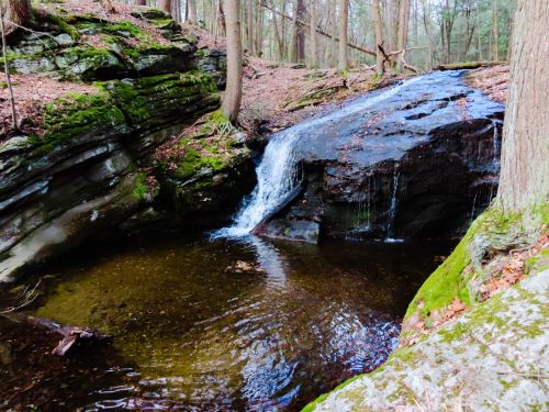 A serene forest scene featuring a small waterfall cascading over rocks into a calm pool surrounded by trees and moss.
