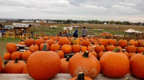 A field filled with pumpkins, with people in the background enjoying a fall festival under a cloudy sky.