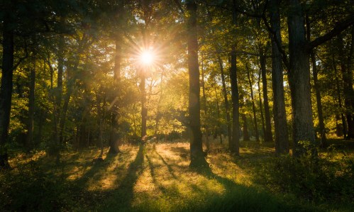 Sunlight filters through trees in a lush forest, casting long shadows on the ground.