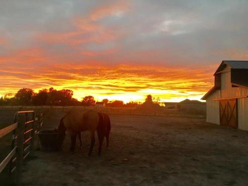 A horse stands by a water trough at sunset, with vibrant orange and yellow skies behind a barn.