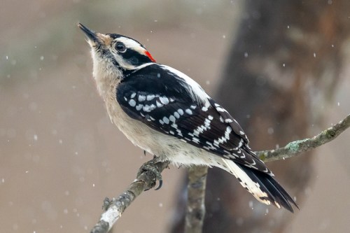 A woodpecker perched on a branch, looking upward, with distinctive black, white, and red plumage against a snowy background.