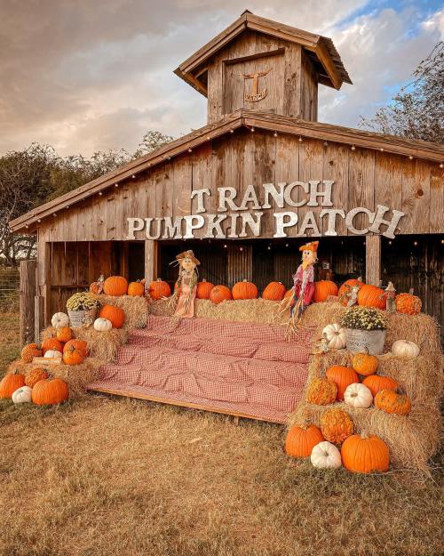 A rustic pumpkin patch display with pumpkins, hay bales, and scarecrows in front of a wooden barn.