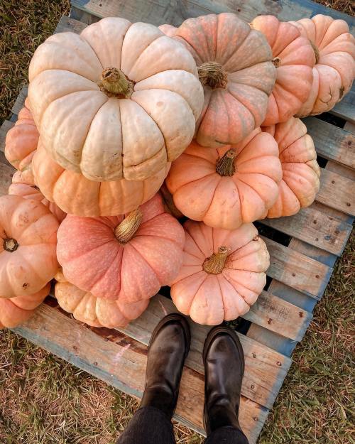 A pile of pale orange and white pumpkins on a wooden pallet, with black boots visible at the bottom of the image.