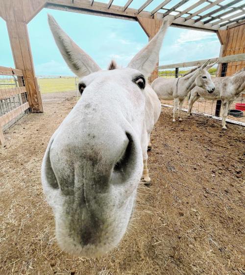A close-up of a curious donkey's face inside a barn, with another donkey visible in the background.