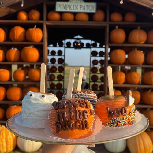 A platter of decorated pumpkin treats in front of a pumpkin patch display with numerous pumpkins.