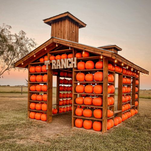 A wooden structure filled with bright orange pumpkins, set against a sunset sky. The sign reads "Ranch."