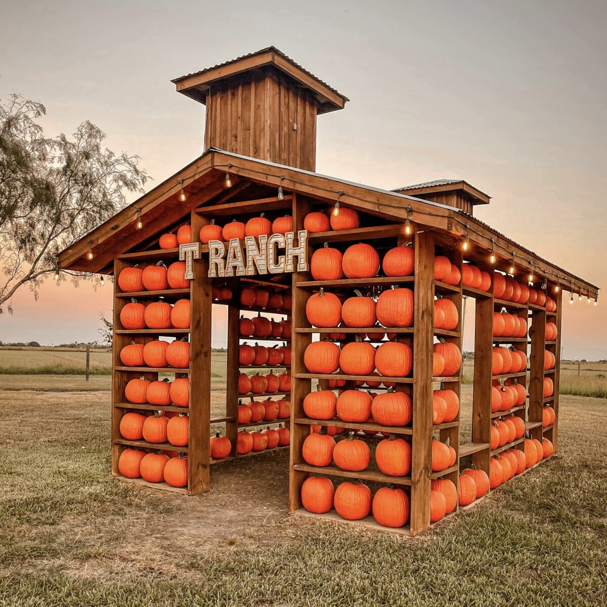 Biggest Pumpkin Patch In Texas: The T-Ranch, La Feria