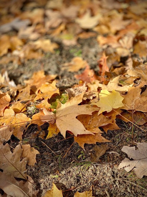 A close-up of a ground covered with various autumn leaves in shades of yellow, orange, and brown.