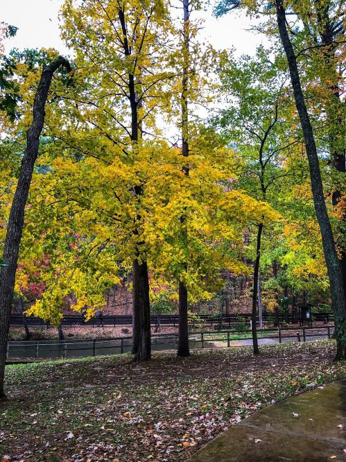 Vibrant yellow and green trees in a park, with fallen leaves on the ground and a serene waterway in the background.