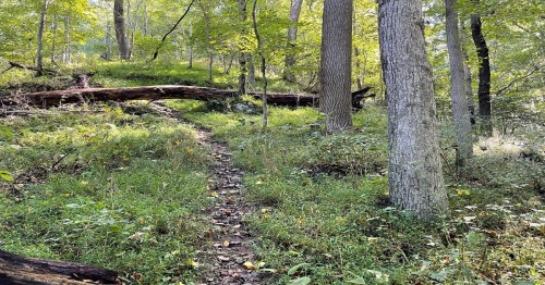 A serene forest path winding through tall trees and lush greenery, with fallen logs and wildflowers along the trail.