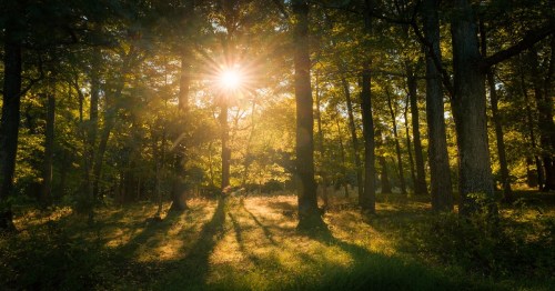 Sunlight filters through trees in a lush forest, casting long shadows on the ground.