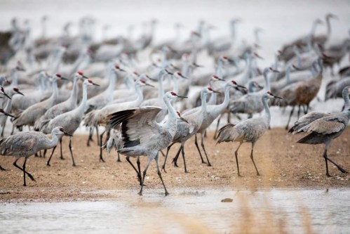 A flock of cranes wading in shallow water, with some birds displaying their wings against a blurred background.