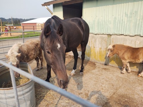 A black horse stands near two small ponies in a barn, with hay in a trough and a fenced area in the background.