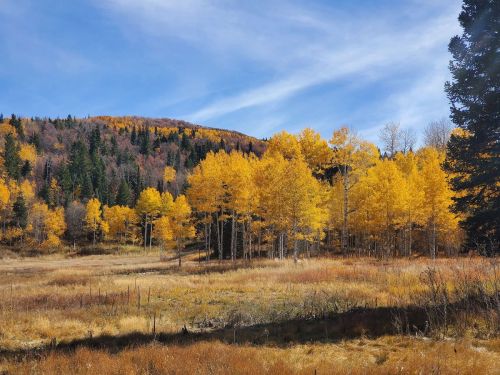 A vibrant autumn landscape featuring golden trees, a grassy meadow, and a blue sky with wispy clouds.