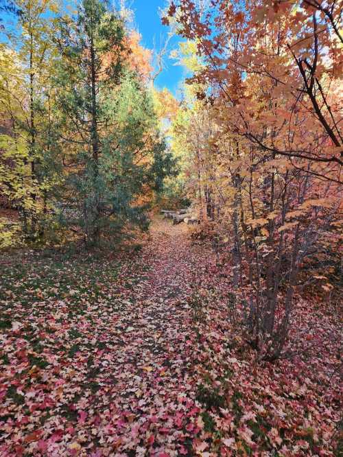 A serene forest path covered in colorful autumn leaves, surrounded by vibrant trees under a clear blue sky.