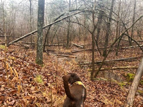 A brown dog walks through a forest with fallen trees and dry leaves, surrounded by bare branches and a creek.