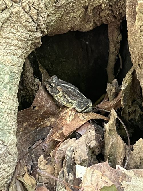 A frog camouflaged among dry leaves and tree bark in a natural setting.