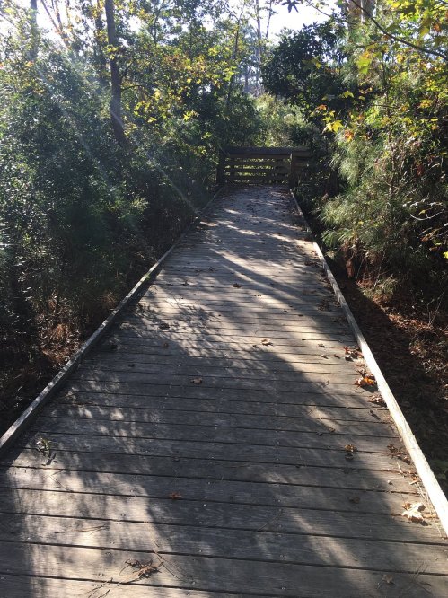 A wooden boardwalk leads through a lush, green forest, with sunlight filtering through the trees.