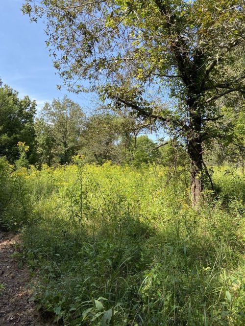 A sunny landscape featuring a lush green field with wildflowers and a large tree in the background.