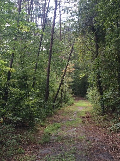 A narrow dirt path surrounded by tall trees and lush greenery, leading into a serene forest.