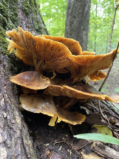 A cluster of orange-brown mushrooms growing on the side of a tree in a lush green forest.