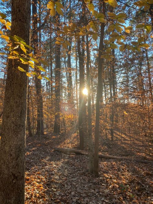 Sunlight filters through trees in a forest, illuminating autumn leaves on the ground.