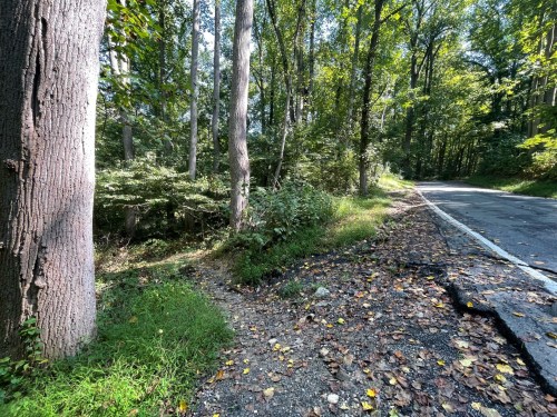 A wooded area beside a winding road, with trees, greenery, and scattered leaves on the ground.
