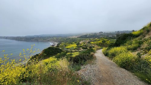 A scenic coastal path lined with yellow wildflowers, overlooking a foggy shoreline and lush green hills.
